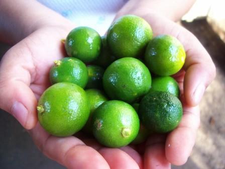 Calamansi Juice Concentrate Health Benefits 